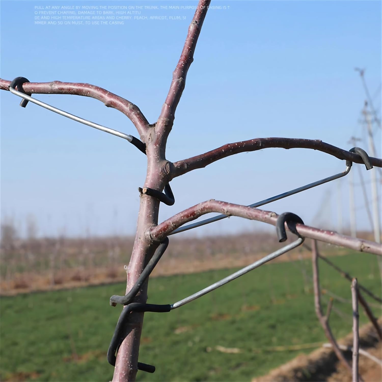 Verstellbarer Obstbaum-Astform – Bonsai Garden Plants Bewertung und Preis