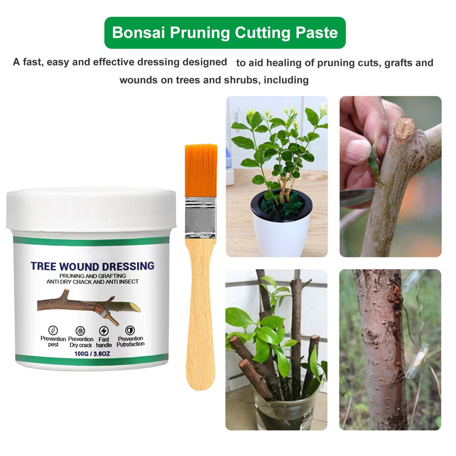 100g Baumwund-Versiegelungsmit – Bonsai Garden Plants Bewertung und Preis
